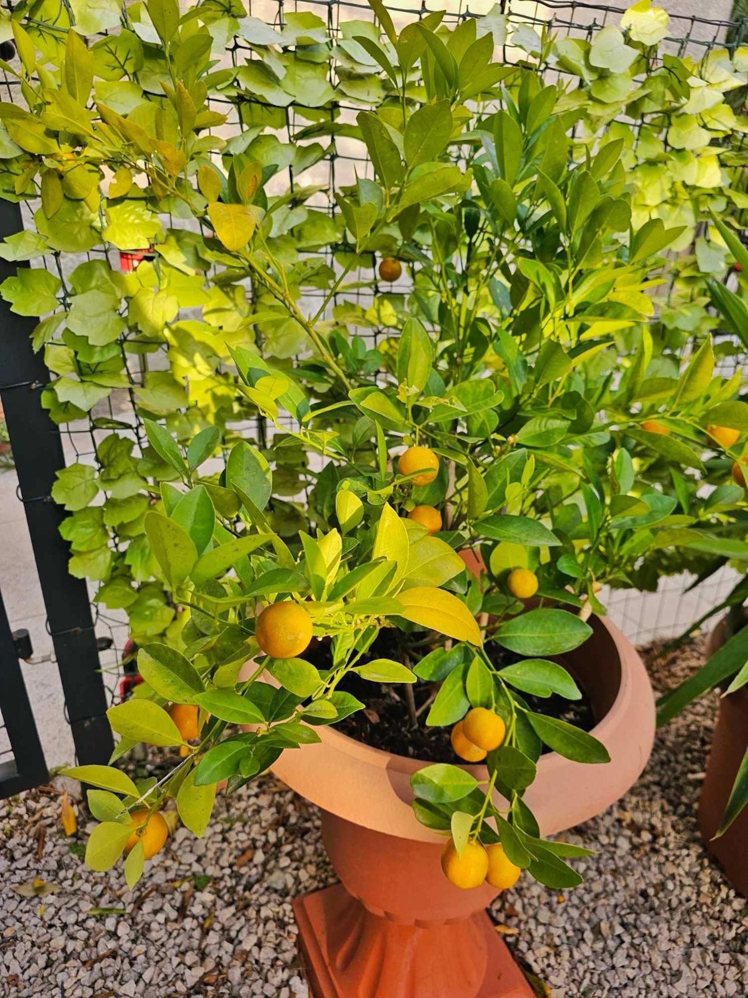 Holiday Place Veli Dvor - Vacation House With Private Garden In Old Town Punat Bagian luar foto